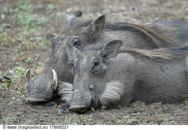 Warzenschwein (Phacochoerus africanus)  zwei Tiere ruhen in der Dämmerung  Tierportrait  South Luangwa  Sambia  Afrika