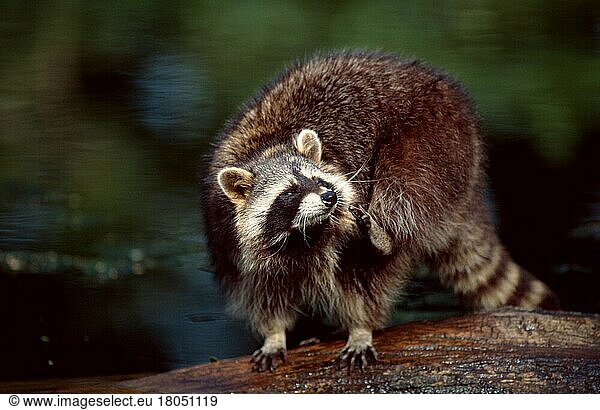 Waschbär (Procyon lotor)  kratzt sich  Raccoon  scratching