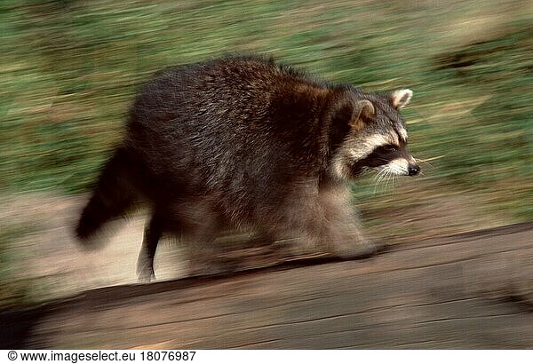 Waschbär (Procyon lotor)  laufend  Raccoon  running