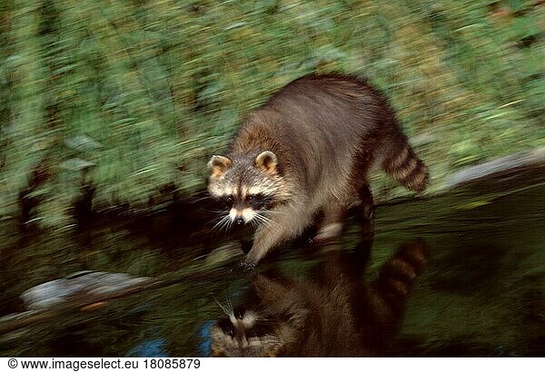Waschbär (Procyon lotor)  laufend  Raccoon  running