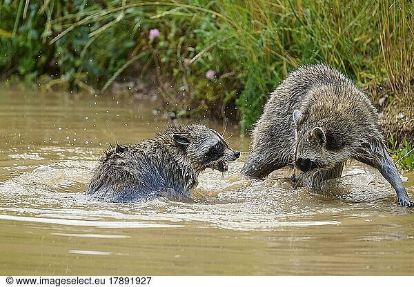 Waschbär (Procyon lotor)  zwei Tiere kämpfen im Wasser
