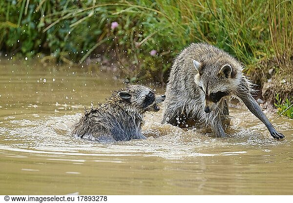 Waschbär (Procyon lotor)  zwei Tiere kämpfen im Wasser