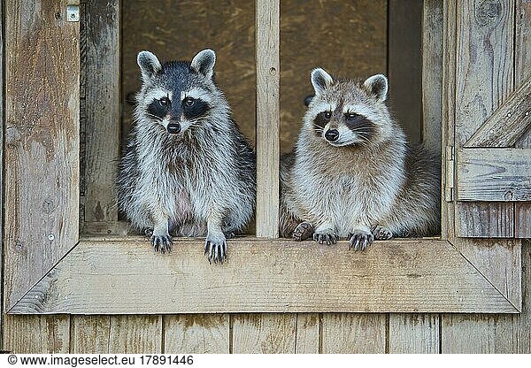 Waschbär (Procyon lotor)  zwei Tiere sitzen im Holzfenster