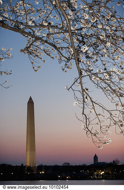Washington Monument at dawn with cherry blossom tree in the foreground.