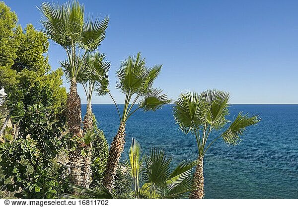 Washingtonia filifera Palmen und das blaue Mittelmeer Altea Küste in der Provinz Alicante Spanien