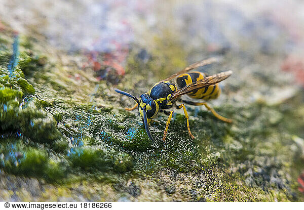 Wasp on wet moss over rock