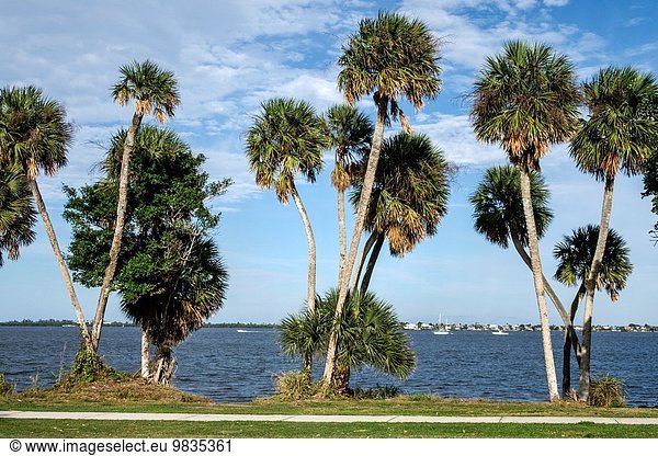 Wasser Baum Kohl Florida