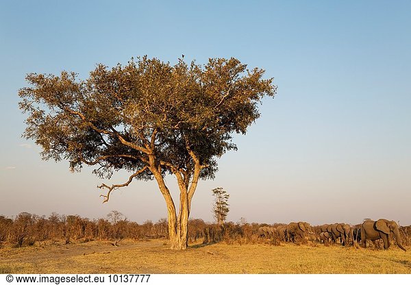 Wasser Baum Pflanzenblatt Pflanzenblätter Blatt Nostalgie Bewegung Elefant Apfel Sumpf Botswana Chobe Nationalpark