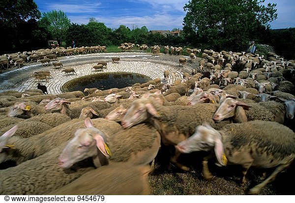 Wasser Frankreich Europa Bauernhof Hof Höfe Schaf Ovis aries Herde Herdentier Vogelschwarm Vogelschar Hochebene Platz