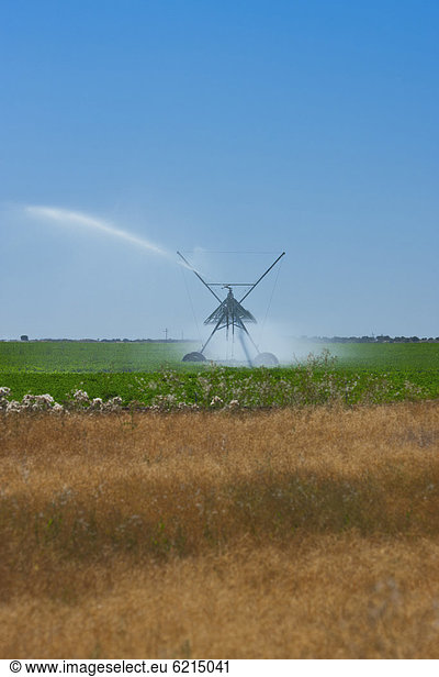 Wasser  Rasensprenger  Nutzpflanze  Feld