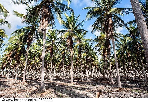 Wasser verkaufen Kokosnuss Plantage Brasilien