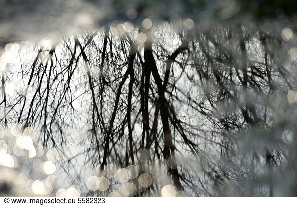 Wasser  Winter  Baum  Teich  Spiegelung  Regen  Niederlande  Tilburg