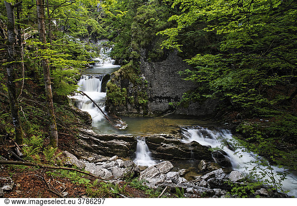 Wasserfall Enterrottach bei Rottach-Egern Tegernseer Tal Oberbayern Deutschland