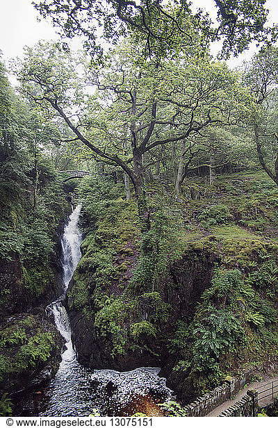 Wasserfall im grünen Wald