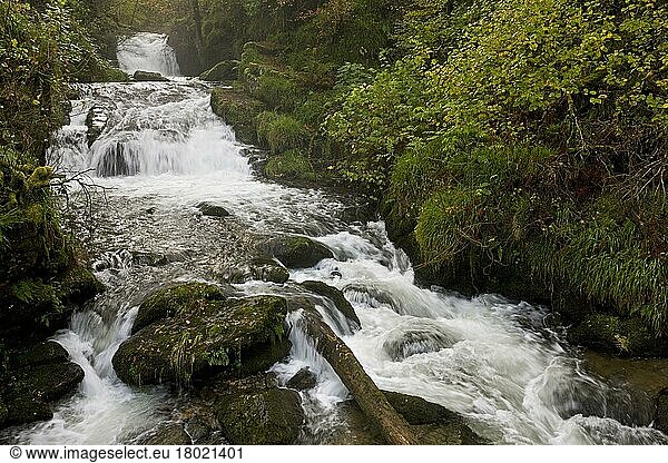 Wasserfall  Kaskaden und Stromschnellen auf einem Fluss  der durch ein Waldgebiet fließt  Farley Water (Hoar Oak Water)  oberhalb von Watersmeet  Exmoor N. P. Devon  England  November