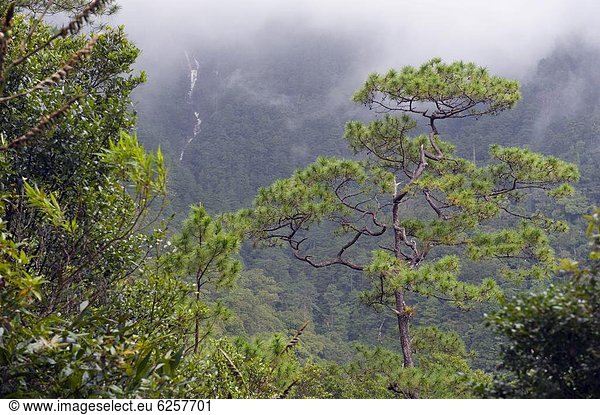 Wasserfall  Mittelamerika  Honduras  Regenwald