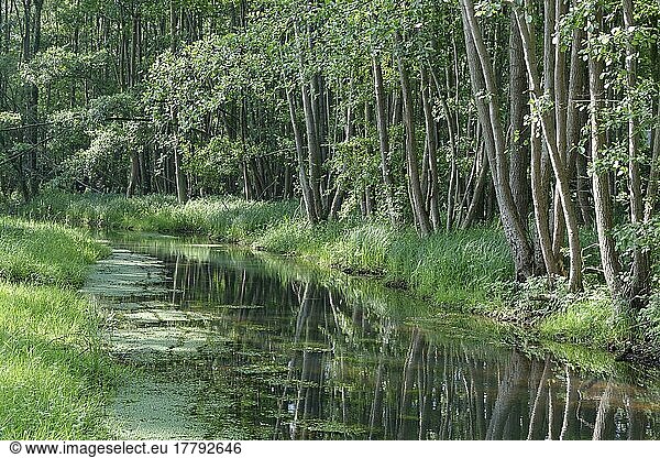 Wasserlauf durch Roterlen-Bruchwald (Alnus glutinosa)  Wachtendonk  Kreis Kleve  Nordrhein-Westfalen  Deutschland  Europa