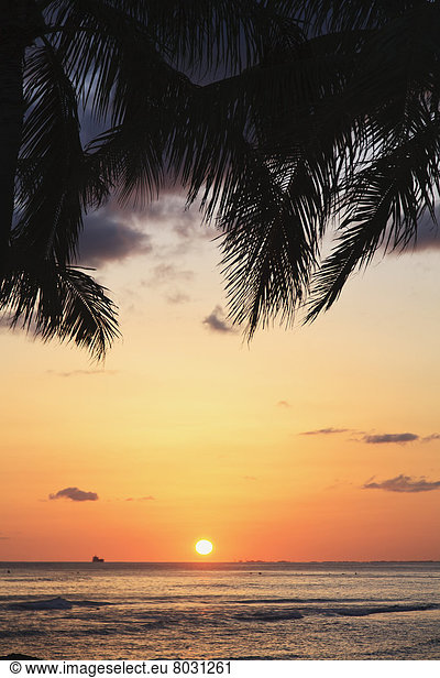 Wasserrand  glühend  Glut  Amerika  Sonnenuntergang  Silhouette  Verbindung  Farn  Hawaii  Honolulu