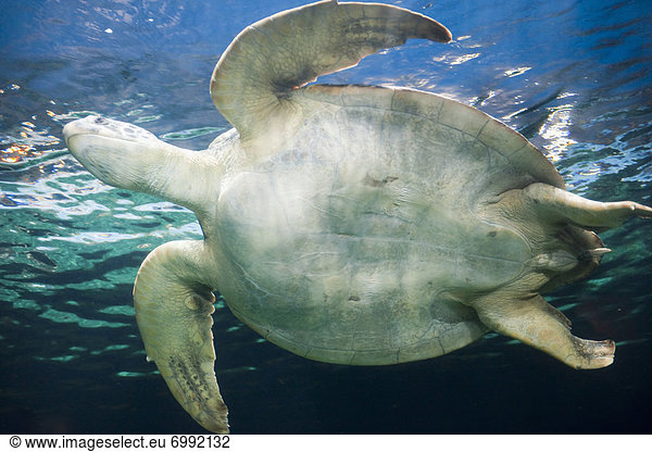 Wasserschildkröte Schildkröte Vancouver Aquarium Marine Science Centre British Columbia Kanada Vancouver