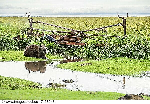 Wasserschwein (Hydrochoerus hydrochaeris) auf der Estancia San Juan de Poriahu  Ibera Feuchtgebiete  Provinz Corrientes  Argentinien