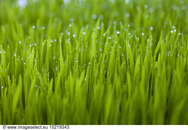 Wassertropfen Tropfen Tau Tautropfen Close-up Gras