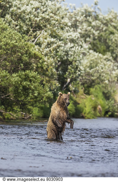 Watching for a potential salmon dinner a brown bear (ursus arctos) stands upright in a stream in katmai national park Alaska united states of america