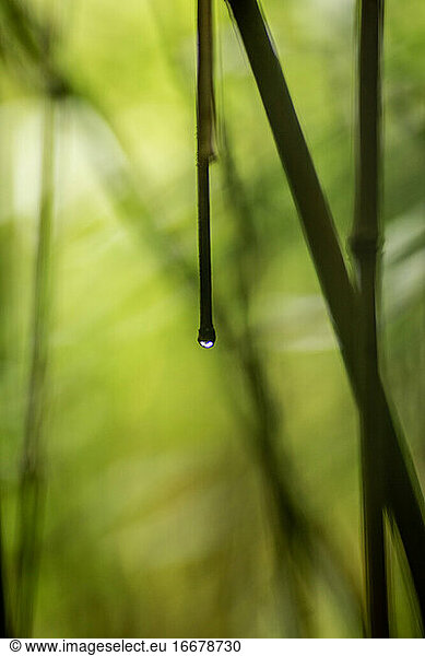Water Drop on Bamboo Stalk in Bamboo Forest Maui