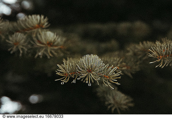 water droplets form on blue spruce needles during spring melt