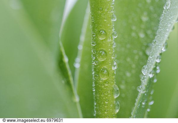 Water Drops on Plant