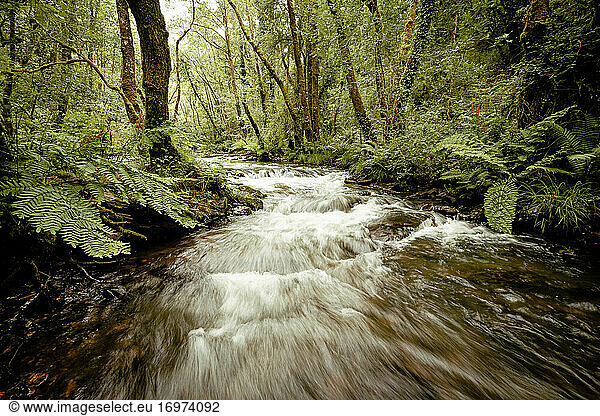 Water falls over rocks in a beautiful forest