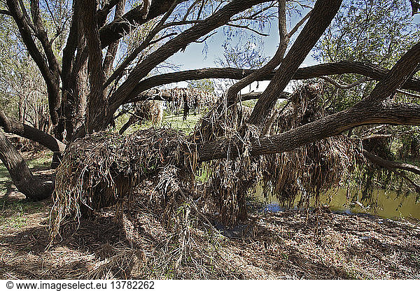 Water hyacinth widespread weed clogging waterways  ponds and streams in Brisbane River near Fernvale  Queensland  Australia