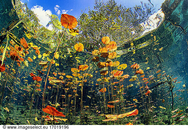 Water lilies against sky in Cenote Aktun Ha  Quintana Roo  Mexico
