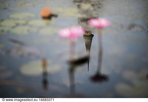 Water lilies at a water pond at Wat Mahathat Temple  Sukhothai historical site  Sukhothai  Thailand.