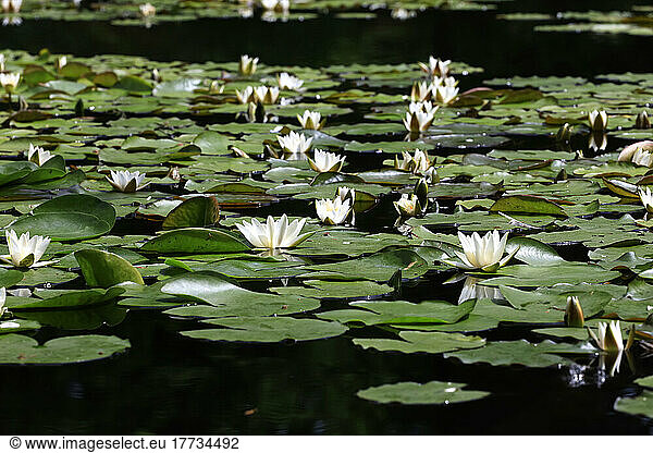 Water lilies floating in pond