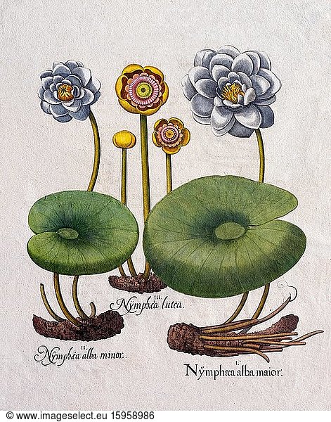 Water lilies (Nymphaea)  hand-coloured copper engraving by Basilius Besler  from Hortus Eystettensis  1613