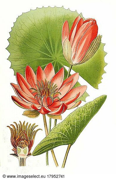 Water lily (Nymphaea) lotus var rubra  Tiger lotus  Lotus  digital  restored reproduction of a 19th century original