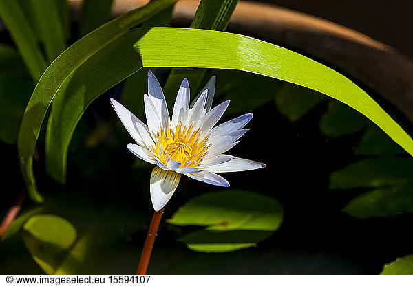 Lily Un Total De Photos Seite 4 A Imageselect Banque De Photos Et Images De Microstock