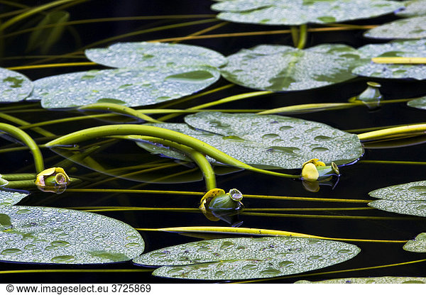 Water lily-pads  Neuschoenau  Bavaria  Germany
