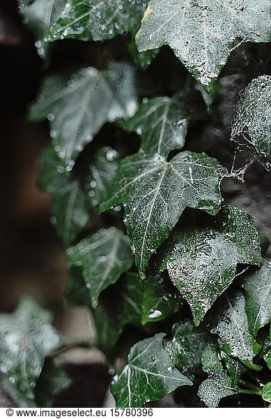 Waterdrops on ivy leaves  close up