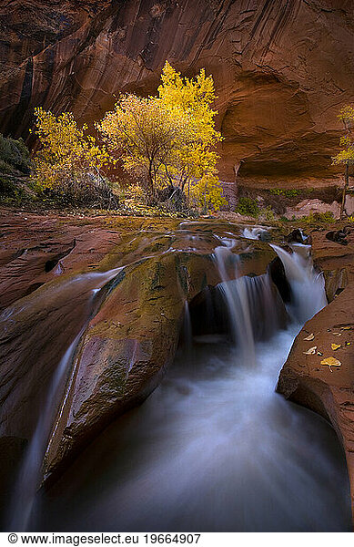 Waterfall in a Utah canyon complimented by Cottonwood trees in Autumn.