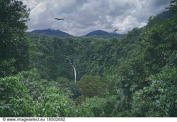 waterfall in the middle of the undisturbed forest with two vultures