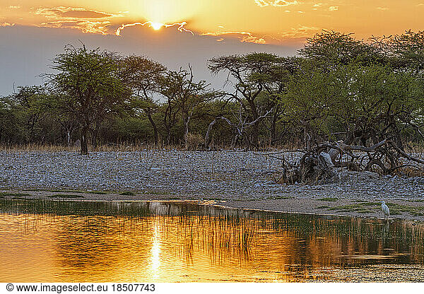 Waterhole at Etosha National Park during sunset  Namibia  Africa