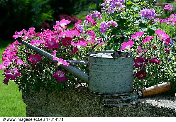 Watering can and blooming flowers on wall  Germany  Europe