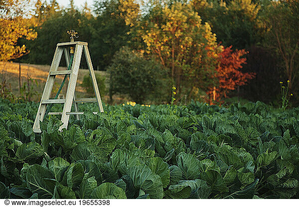 Watering plants  sprinkler system for a field of brussels sprouts plants growing on a farm.