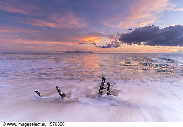 Waves crashing on tree trunks on sand beach at sunset  Antilles  Caribbean  Central America