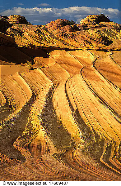 Wavy patterns on the terraced sandstone rock formations of the Coyote Buttes in the Paria Canyon-Vermilion Cliffs Wilderness; Arizona  United States of America