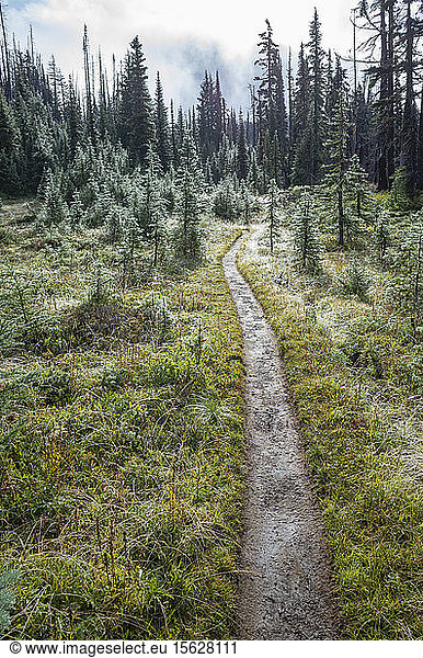 We and muddy hiking trail after mountain storm  lush subalpine meadow in distance  Mt. Adams Wilderness  Washington  along the Pacific Crest Trail