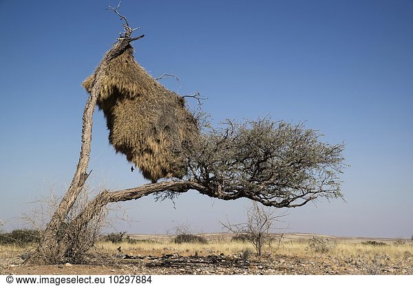 Webernest der Siedelweber (Philetairus socius) Namibia Afrika