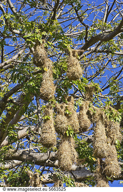 Webernester an einem Baum auf dem Nicaragua-See  Isletas  Lago de Nicaragua  Nicaragua  Mittelamerika