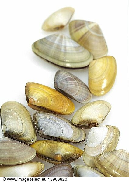 Wedge mussel  donax trunculus  mussels against a white background